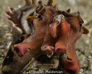 Flamboyant Cuttlefish by Suzan Meldonian 